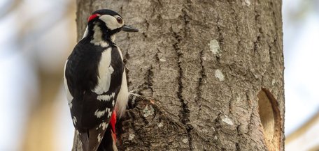 Дятли в саду: як привабити птахів і зберегти врожай природним способом