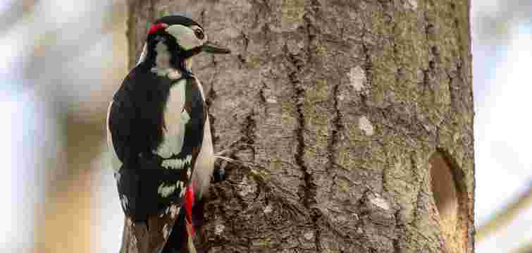 Дятли в саду: як привабити птахів і зберегти врожай природним способом