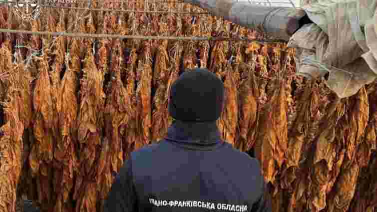 На Прикарпатті виявили масштабну плантацію тютюну для підпільного виробництва сигарет