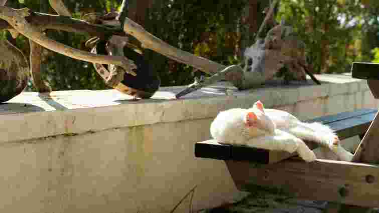 Котяча традиція: чому коти люблять ховатися й спати у незвичних місцях