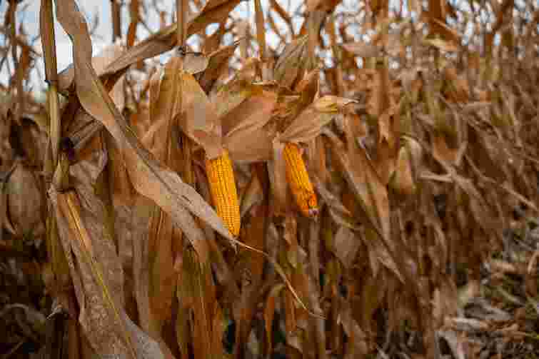 Пізній збір кукурудзи забезпечив зростання ВВП України у листопаді на 3,6%