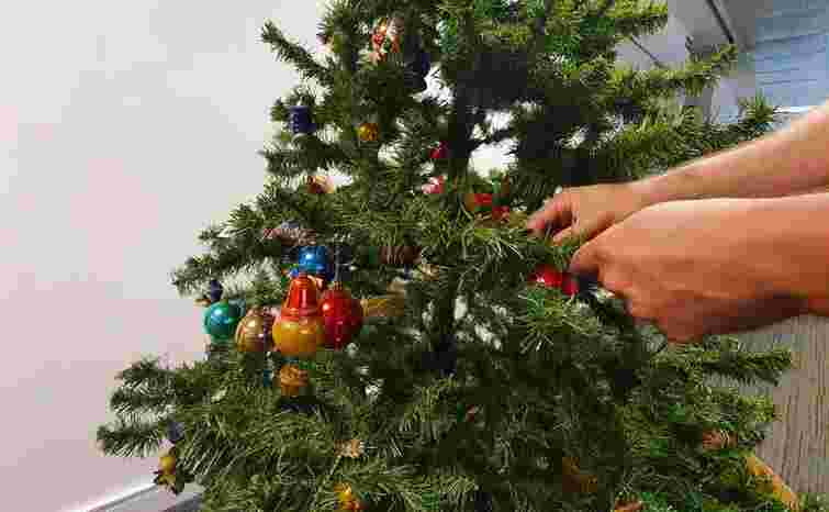 З новорічною ялинкою принесли павуків: як їх можна позбутися за кілька годин