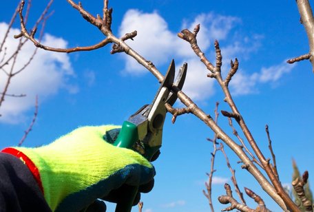 Маєте час з січня по березень: які дерева в саду треба обрізати для щедрого врожаю