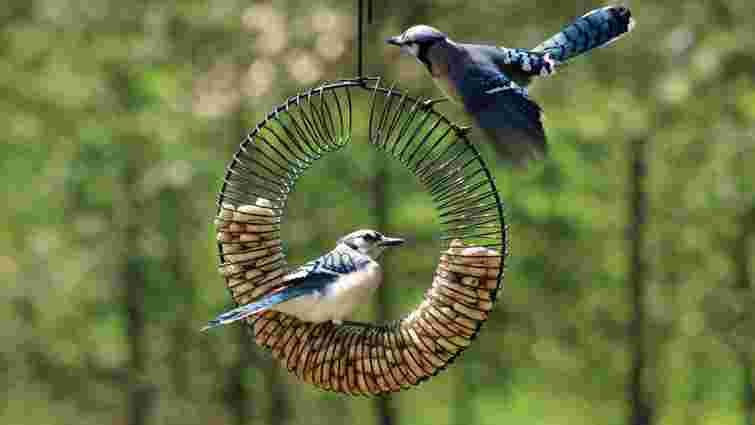 Тільки зробите гірше: що ніколи не можна класти в годівницю для птахів