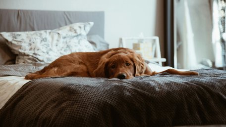 Потрібно зробити 6 кроків: як швидко позбутися запаху собаки у домі