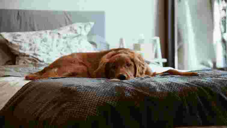 Потрібно зробити 6 кроків: як швидко позбутися запаху собаки у домі