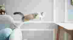 Справжні акробати: як високо можуть стрибати коти