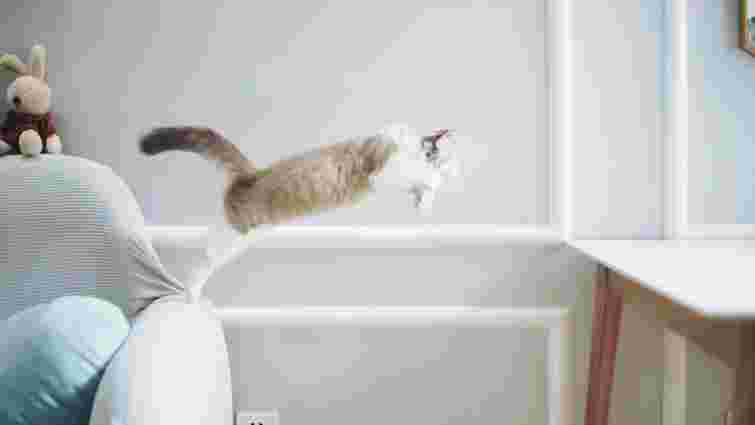 Справжні акробати: як високо можуть стрибати коти