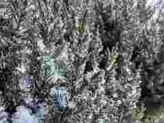 Невеликий сніг і мороз: синоптики повідомили прогноз погоди у Львові на тиждень