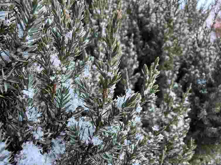 Невеликий сніг і мороз: синоптики повідомили прогноз погоди у Львові на тиждень