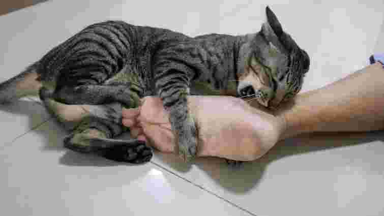 Інстинкт чи сигнал про допомогу: чому кіт нападає на ваші ноги 
