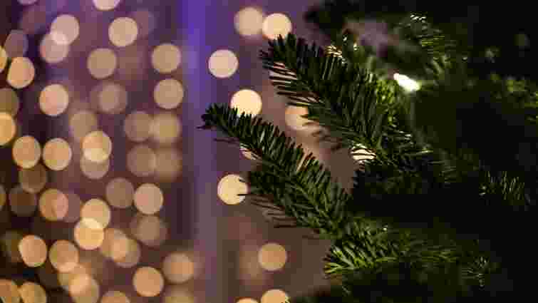 Не викидайте ні зрубану, ні в горщику: як дати ялинці друге життя після свят 