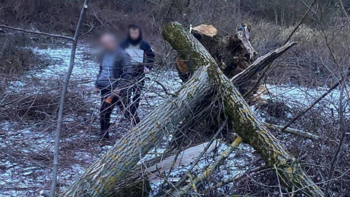 На Закарпатті на 8-річну дівчинку впало дерево, вона загинула