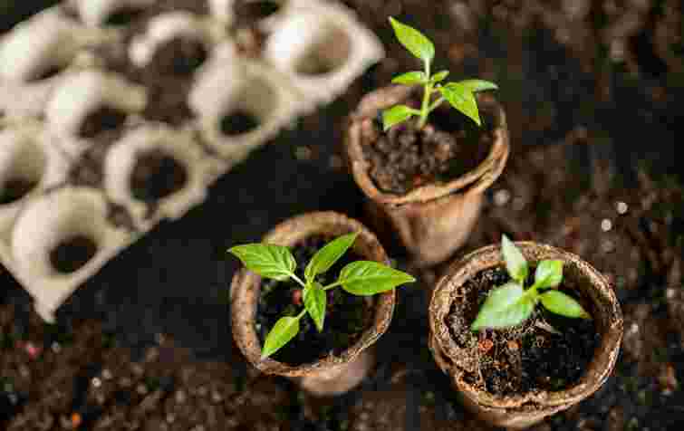 Буде міцна розсада навесні: як правильно підготувати насіння ще взимку