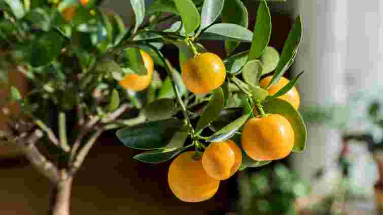 Перетворіть дім на тропічний сад: як виростити мініплантацію мандаринів на підвіконні