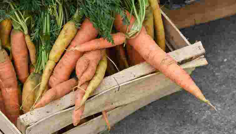 Ось чому морква швидко гниє: що потрібно змінити в її зберіганні вже зараз