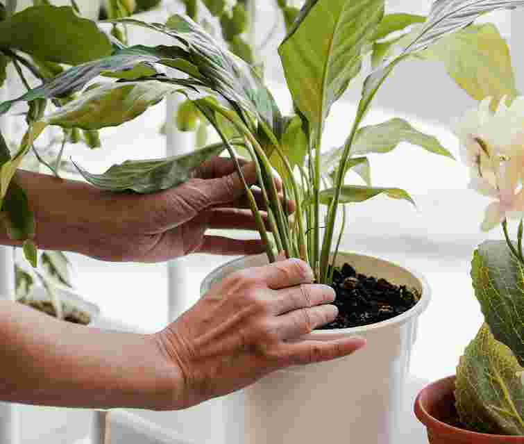 Спатифілум вже вилазить з горщика: як розмножити рослину і зміцнити її коріння