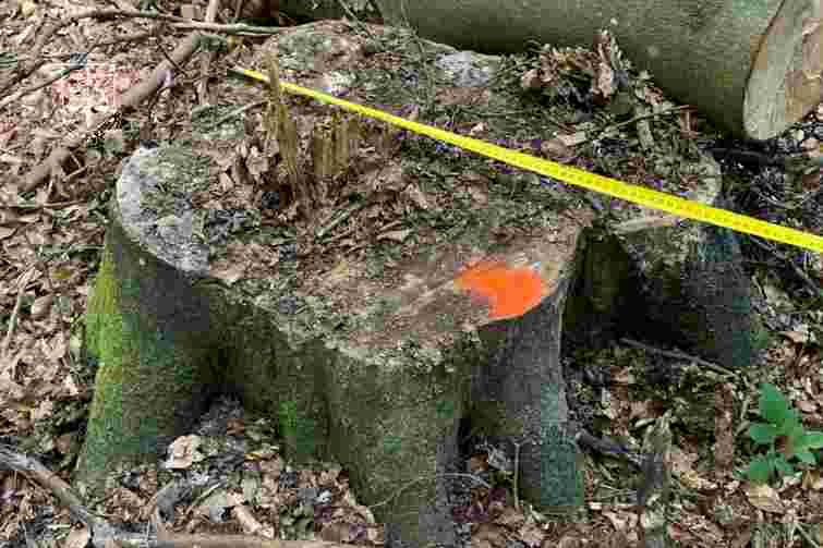 На Закарпатті у ландшафтному парку «Синяк» незаконно вирубали дерев на 6 млн грн