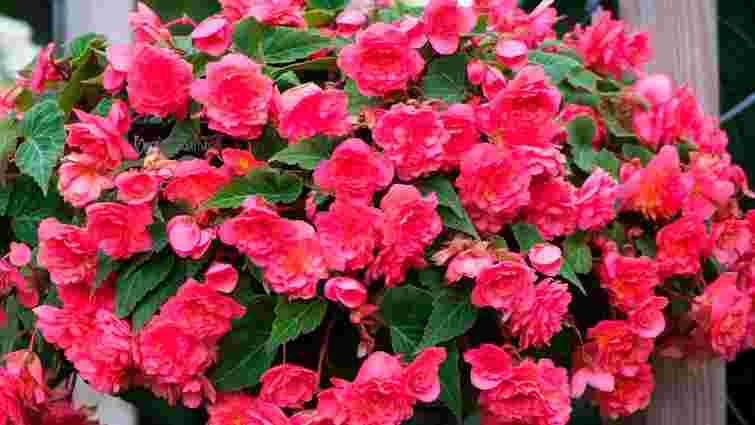 Бегонії зацвітуть навіть у січні: чим підживити вазон для кращого росту