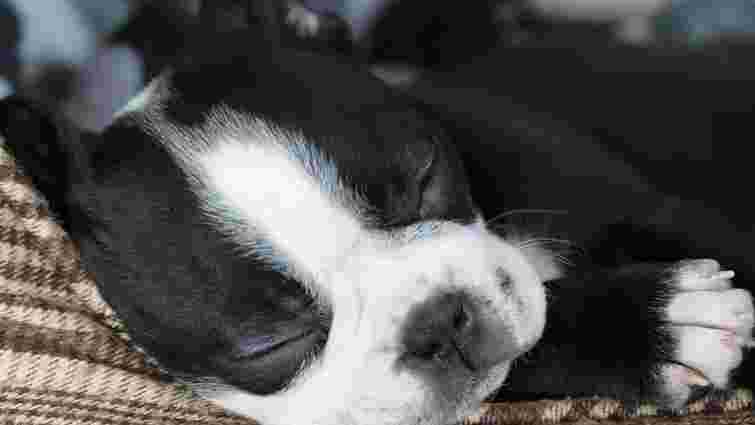 Дуже хочеться, але стримайтеся: чому не можна гладити сплячого собаку