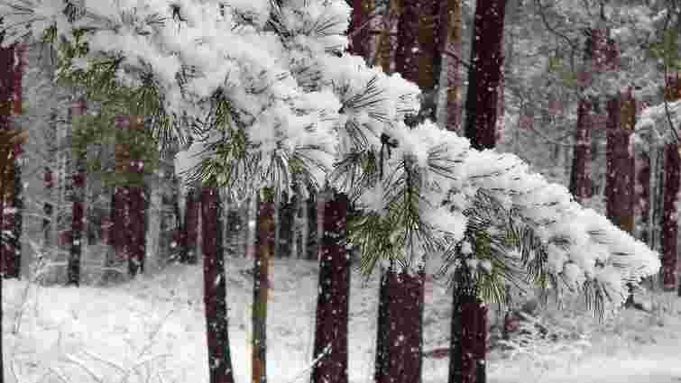Сильний снігопад загрожує вашому саду: як можна захистити рослини

