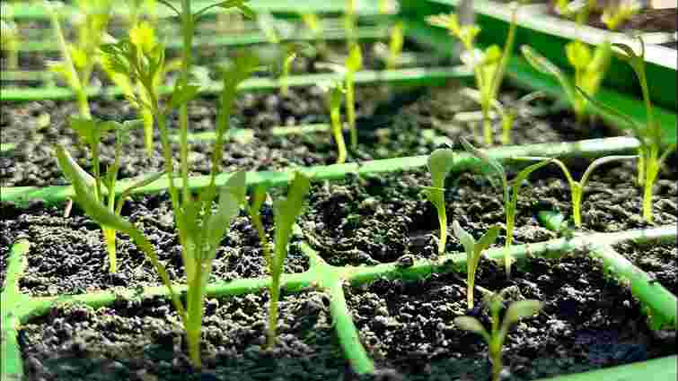 Полив треба змінювати: чим відрізняється догляд розсади до та після появи сходів
