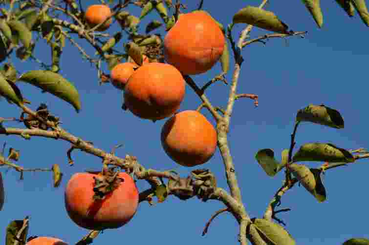 На Одещині фермери збирають урожай нетипової для України зимової культури