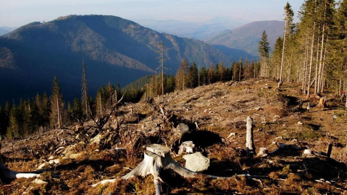 Уряд під прикриттям війни готує схему для безперешкодних рубок лісу