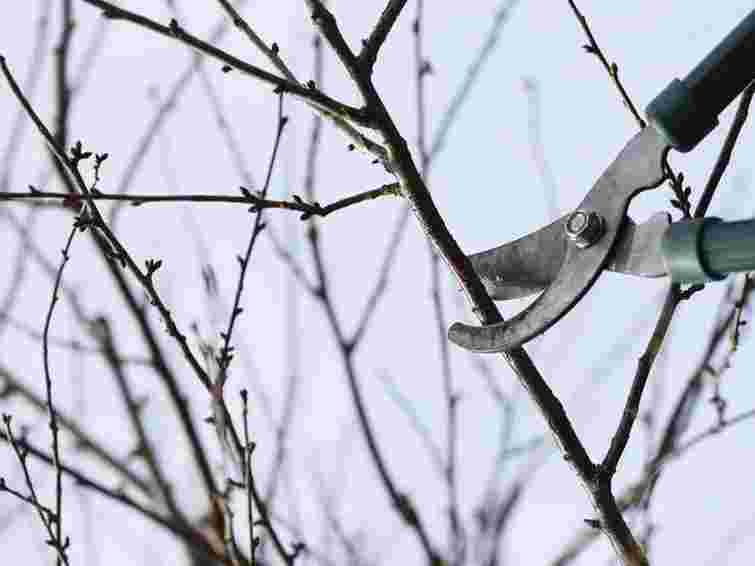 Січнева обрізка: яким рослинам вона потрібна для пишного весняного росту