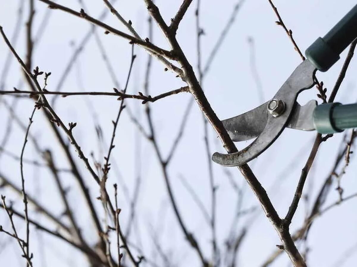 Січнева обрізка: яким рослинам вона потрібна для пишного весняного росту