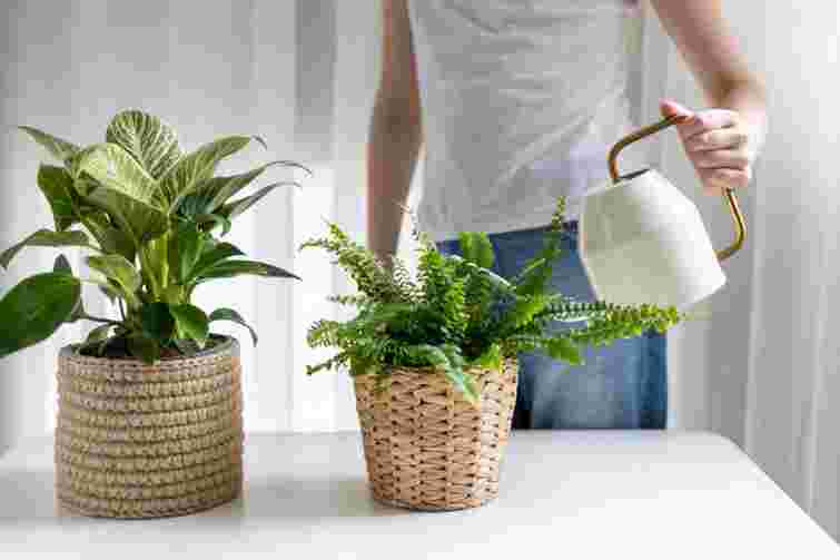 Ви перестаралися: як зрозуміти, що рослина страждає від переливу, і як їй допомогти