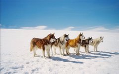 Не «Післязавтра»: сім небанальних фільмів, у яких дуже багато снігу