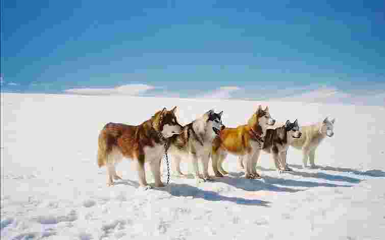 Не «Післязавтра»: сім небанальних фільмів, у яких дуже багато снігу