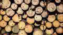 На Прикарпатті громада стягнула з «Лісів України» 2,5 млн грн за масштабну вирубку дерев