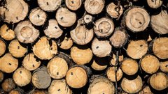 На Прикарпатті громада стягнула з «Лісів України» 2,5 млн грн за масштабну вирубку дерев