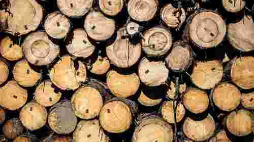 На Прикарпатті громада стягнула з «Лісів України» 2,5 млн грн за масштабну вирубку дерев