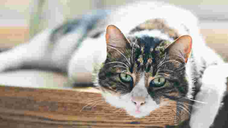 Забезпечте йому комфорт: які зміни очікувати в поведінці старшого кота