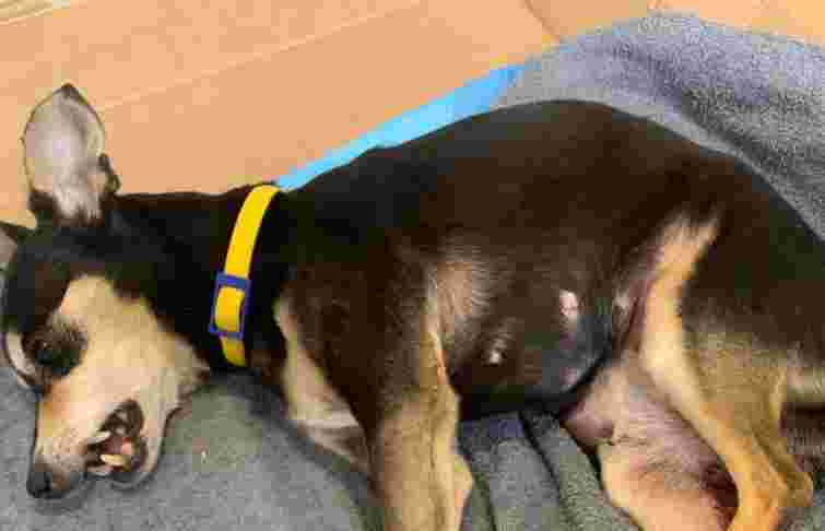 Поліція розслідує жорстоке поводження з собакою у Нетішині