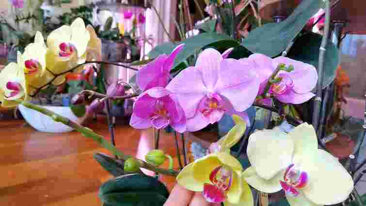 Орхідея здорова, але кілька років не цвіте: дізнайтеся, чого їй бракує