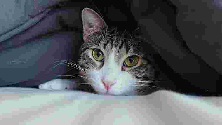 Тривога, хвороба чи просто гра: 5 причин, чому кіт ховається під ковдру