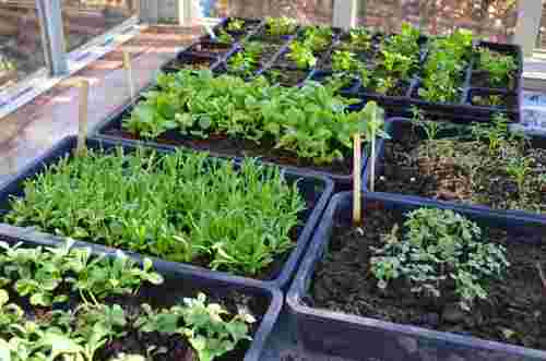 Зима – не перешкода: 8 овочів, які можна посадити в січні для раннього врожаю