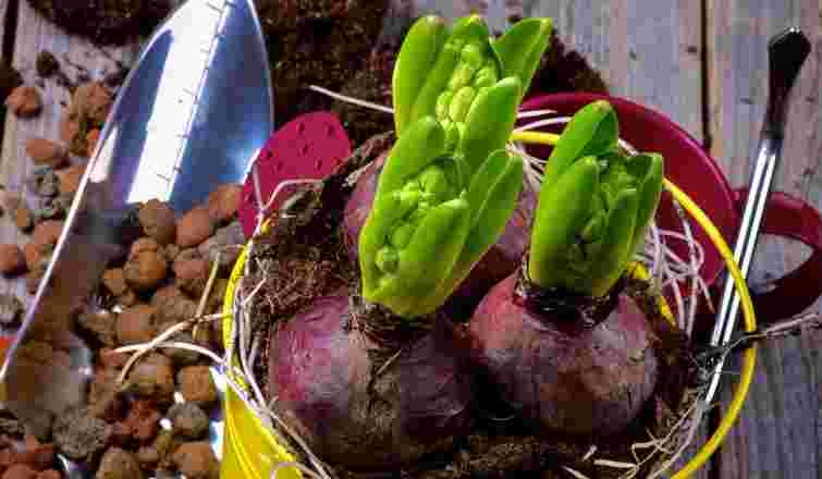 Амариліс тішитиме яскравими квітами: як зберігати цибулини у період спокою