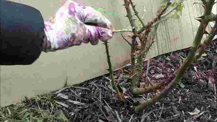 Троянди в небезпеці: як звичайне укриття на зиму може погубити ваші квіти