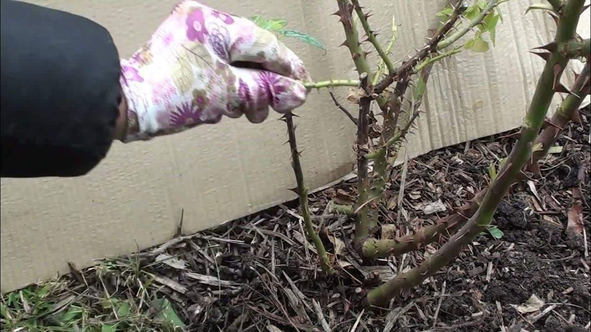 Троянди в небезпеці: як звичайне укриття на зиму може погубити ваші квіти