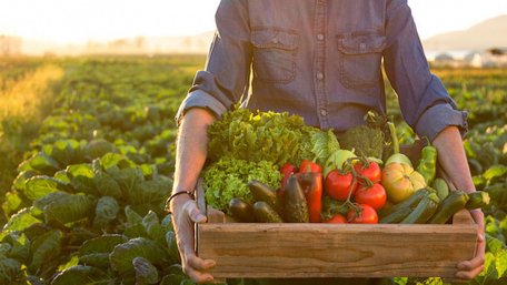 4 млн доларів для фермерів: у трьох областях стартує нова програма підтримки 