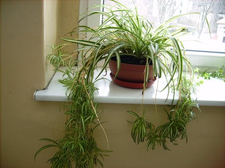 Невибагливий, але може загинути: як слід доглядати хлорофітум взимку