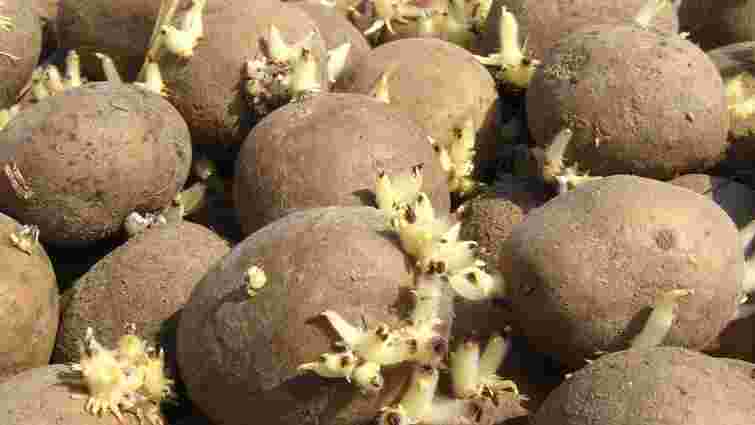 Це ще можна зупинити: що робити, якщо картопля почала проростати в погребі