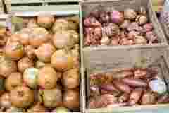 Цибуля без паростків і гнилі: як зберегти врожай свіжим аж до літа