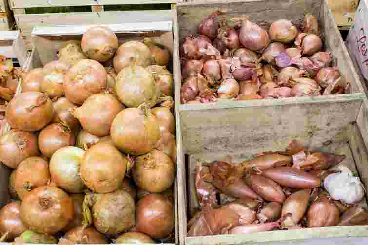 Цибуля без паростків і гнилі: як зберегти врожай свіжим аж до літа