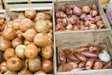 Цибуля без паростків і гнилі: як зберегти врожай свіжим аж до літа